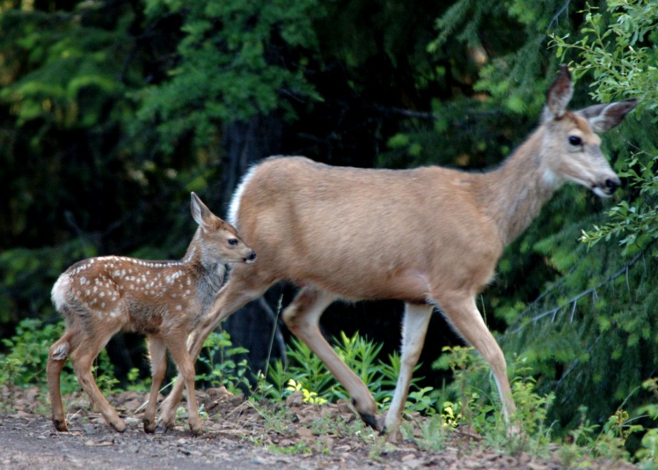 29 mule doe fawn yuskavitch odfw (4409132231)