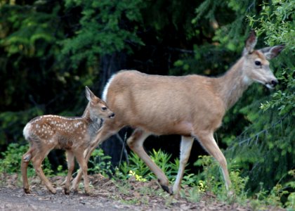 29 mule doe fawn yuskavitch odfw (4409132231) photo