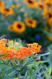 3 Pollinator Garden at Gavins Point NFH (50108335738)