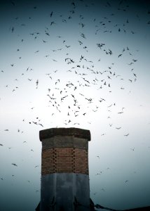 3723 chapman swifts swingle odfw (4405289092)