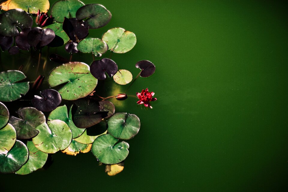 Leaf plant waterlily