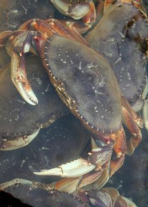 5245 dungeness crab munsel odfw (4420298023)
