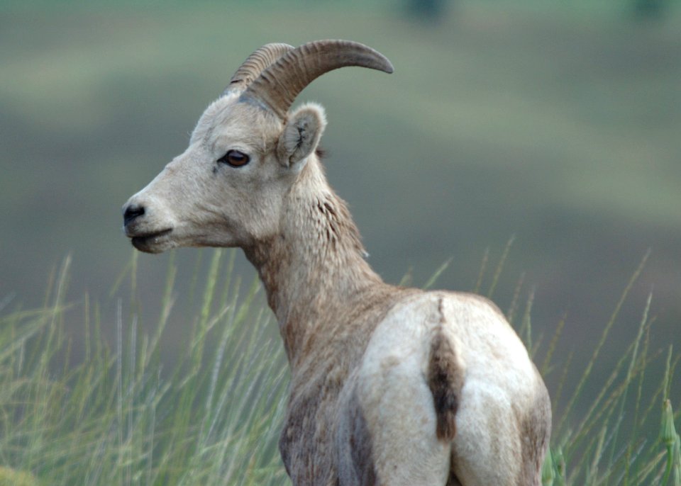 55 big horned sheep ewe yuskavitch odfw (4409901444)
