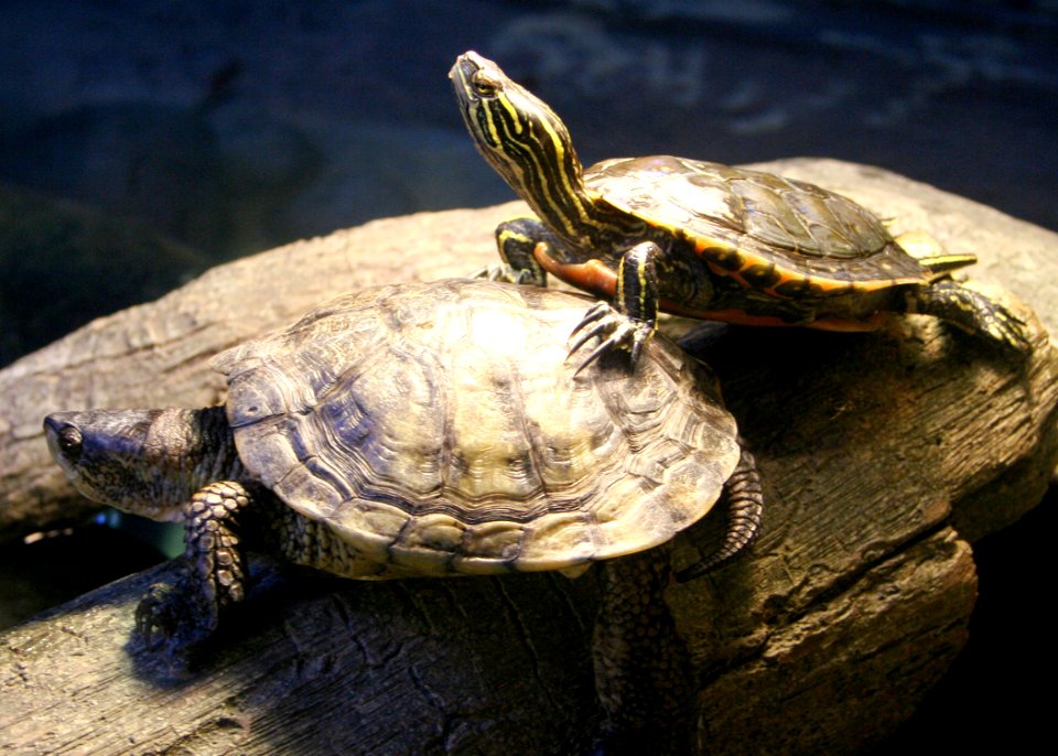 5842 pond painted turtles munsel odfw (4421083572)
