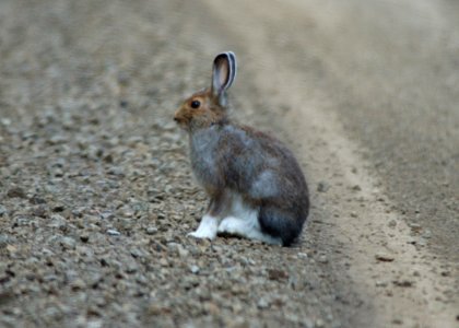 64 snowshoe hare yuskavitch odfw (4409902028)