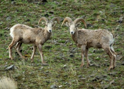6838 columbia gorge bighorn sheep swingle odfw (4380737830)