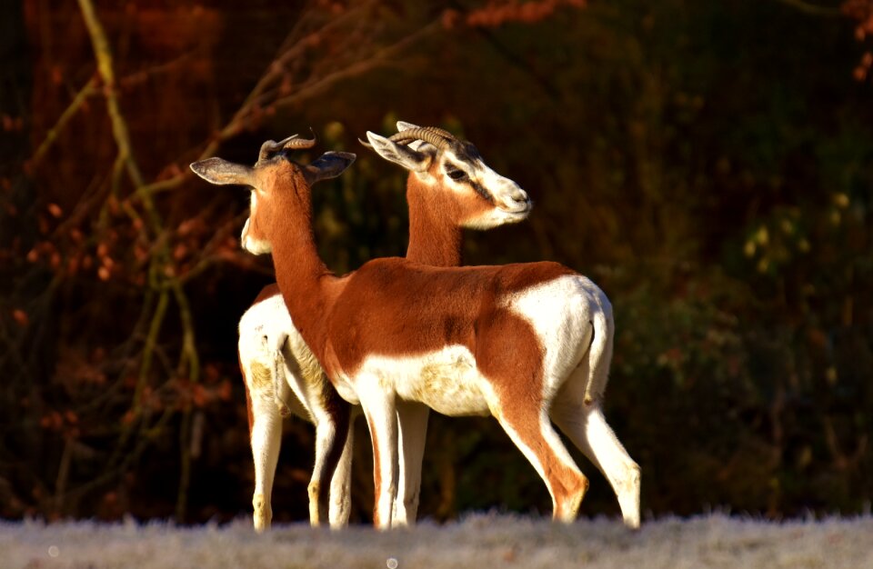 African animal animal world nature