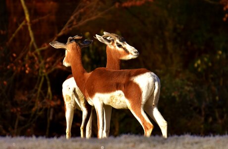 African animal animal world nature