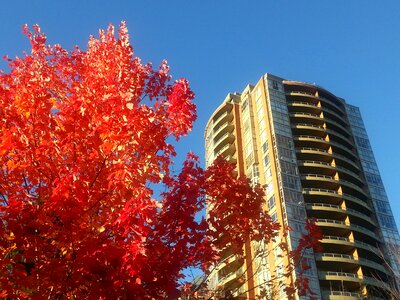 Maple leafe colour nature