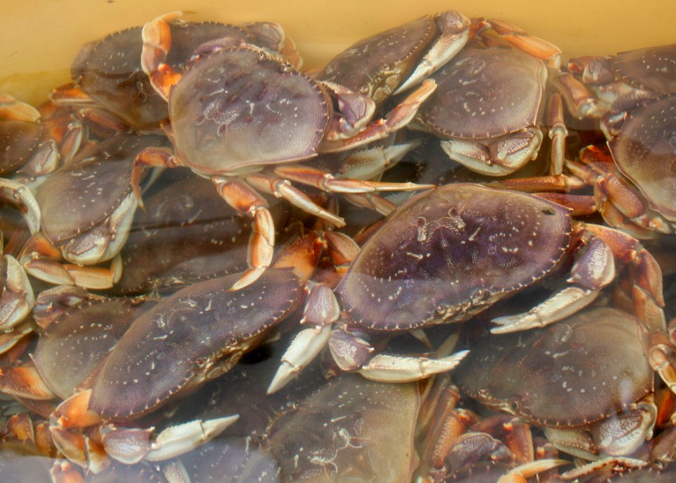 5247 dungeness munsel odfw (4420299787)