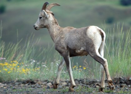 58 big horned sheep ewe yuskavitch odfw (4409901812)