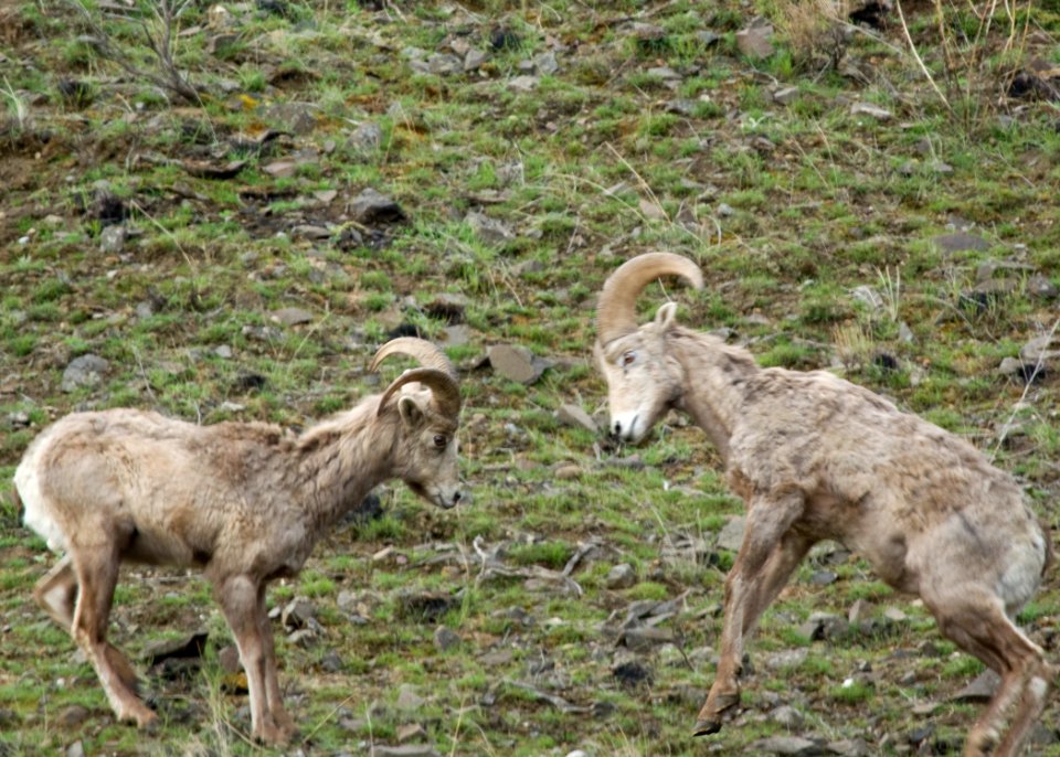 6821 columbia gorge bighorn sheep swingle odfw (4379982407)