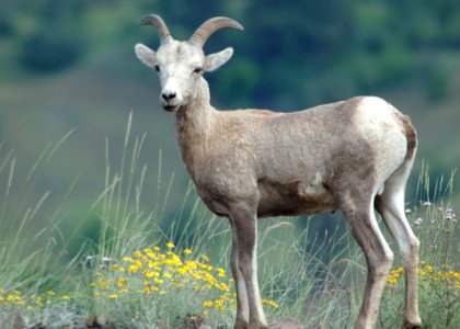 60 big horned sheep ewe yukavitch odfw (4409902148)