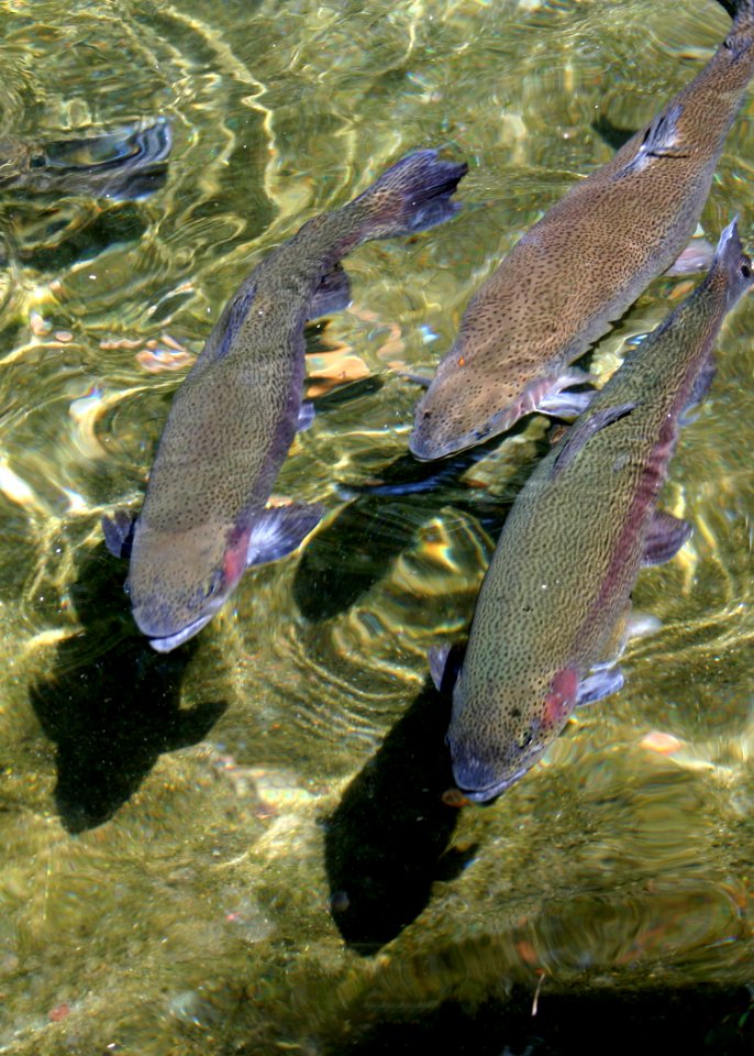 6818 rainbow trout munsel odfw (4277511008)