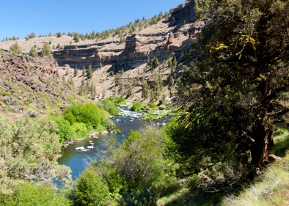 8598 deschutes at steelhead falls sall odfw (20251947724)