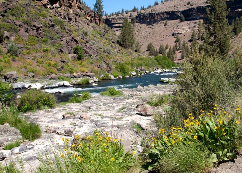 8605 deschutes at steelhead falls sall odfw (20686471710)