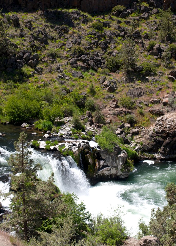 8707 deschutes at steelhead falls sall odfw (20251942234)