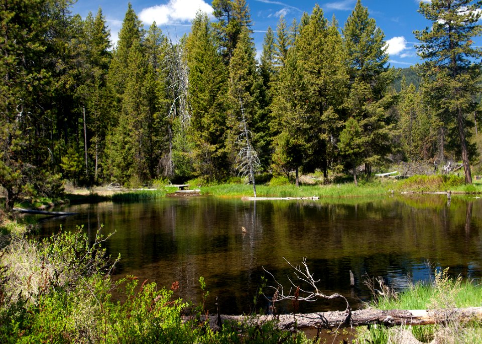 8782 odell creek sall odfw (20874529485)