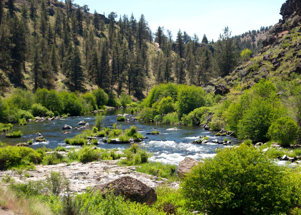 8708 deschutes at steelhead falls sall odfw (20848258196)