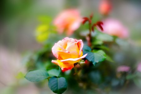 A rose with Cyclope (48012535621)