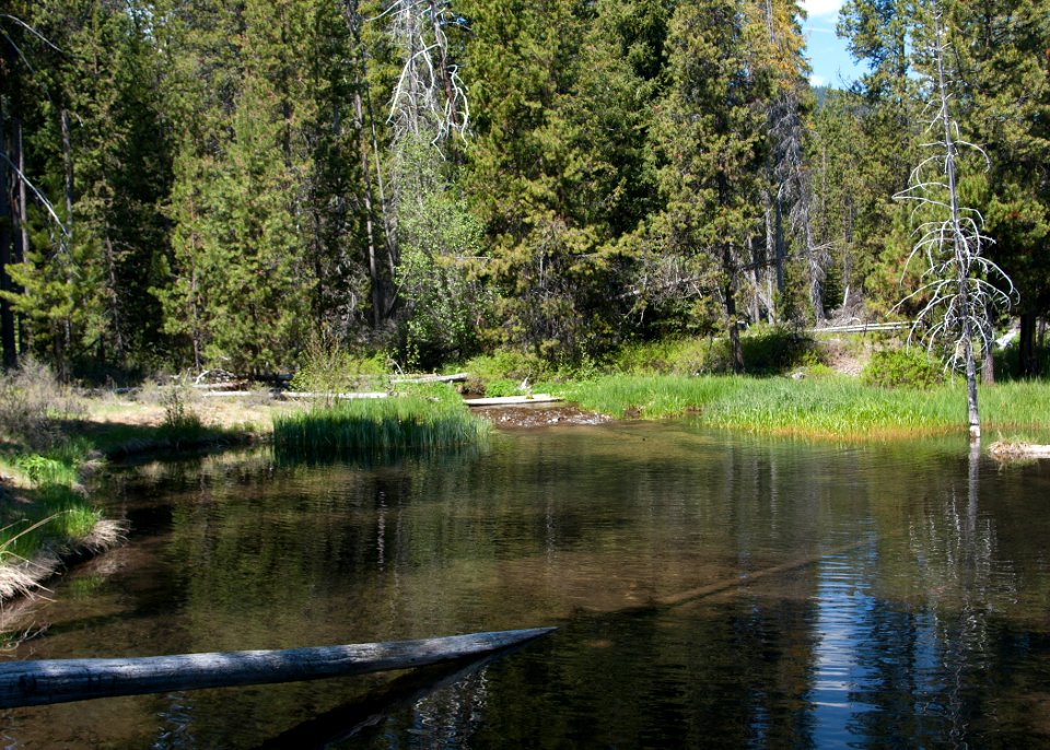 8787 odell creek sall odfw (20253518733)