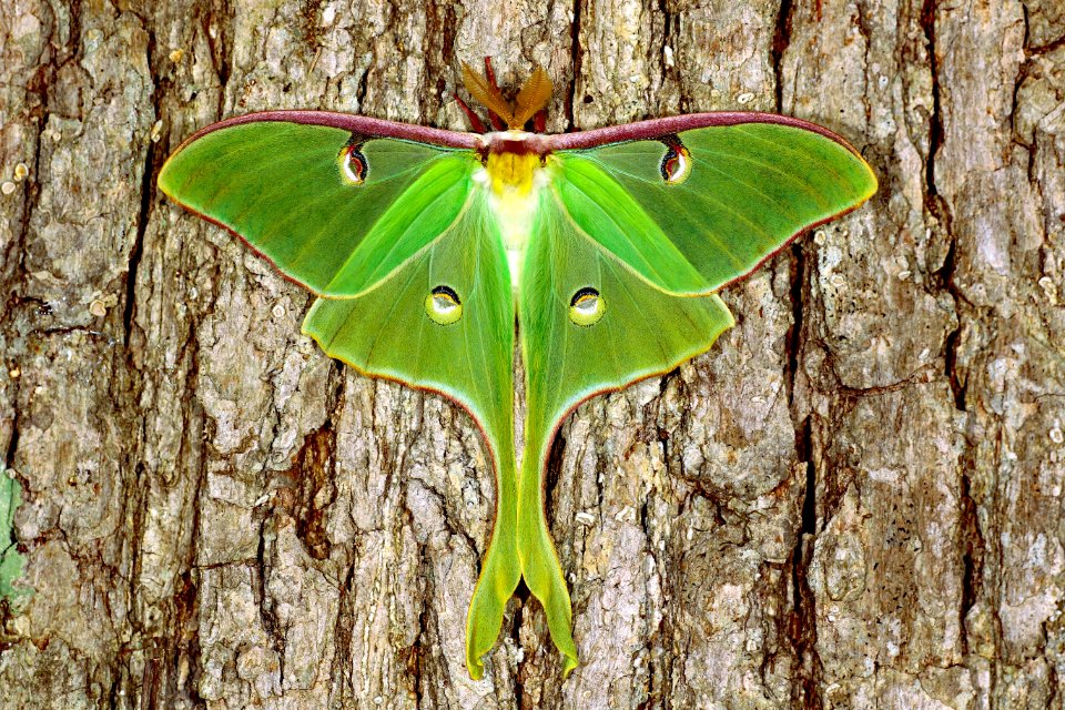 Actias (49600136777)