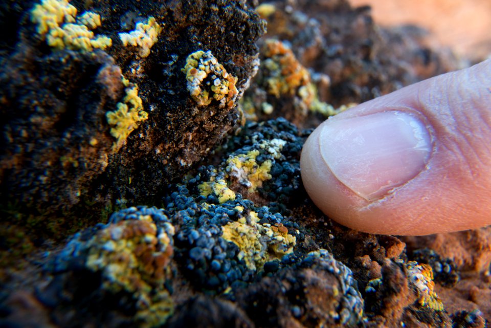 A tiny world of colorful lichens. (8589255491)
