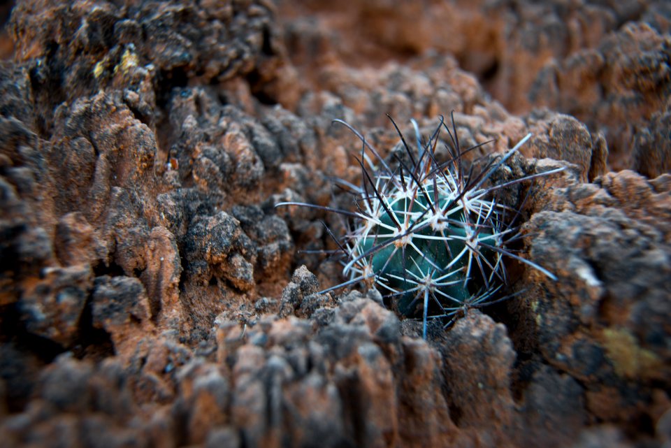 A young fish hook cactus shelterd by soil crust. (8590355216) photo