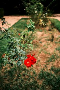 A Rose by any other name... (51611014709)