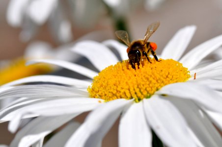 Abeja (29769434948)