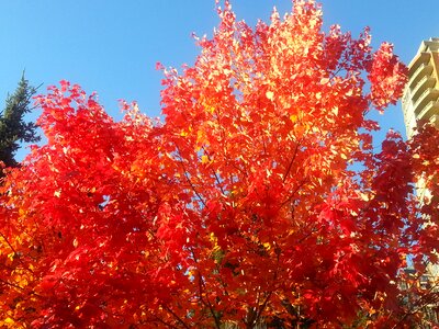 Maple leafe colour nature photo