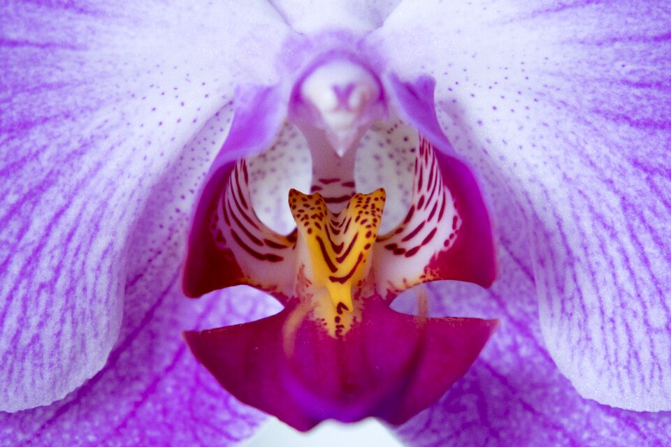 Purple plant petals