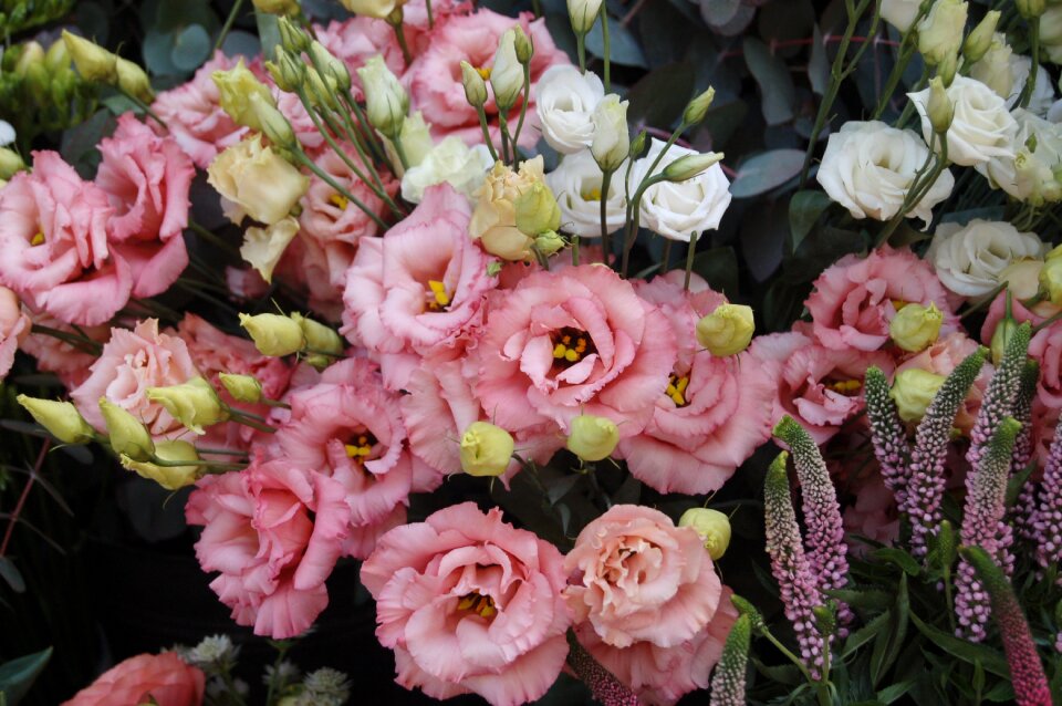 Floral petal romantic