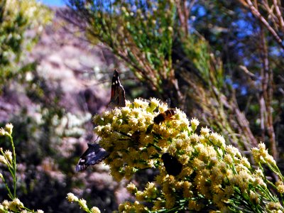 Agua Fria National Monument (26870190431) photo