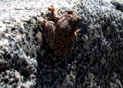 Agua Fria National Monument (26904599166) photo