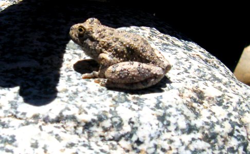 Agua Fria National Monument (26907481736) photo