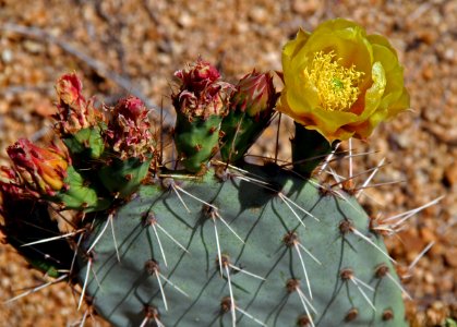 Agua Fria National Monument (26336464573) photo