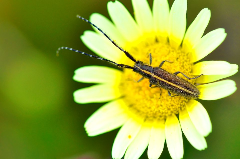 Agapanthia cardui - Longicornio de los cardos (17347388925)