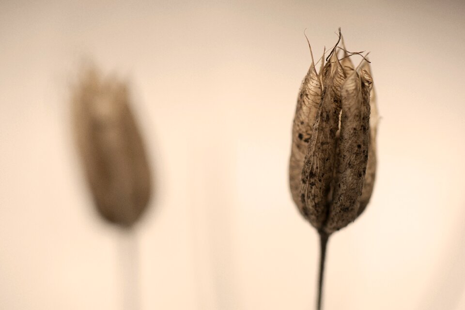 Winter dead withered