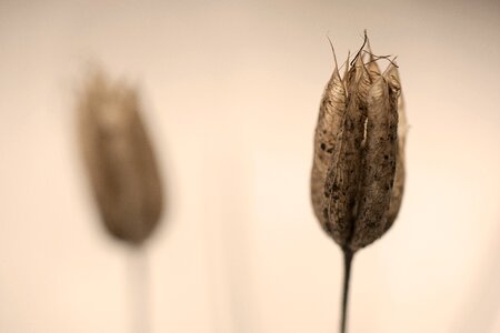 Winter dead withered