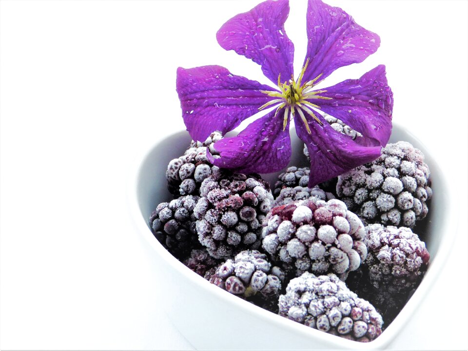 Purple blossom bloom