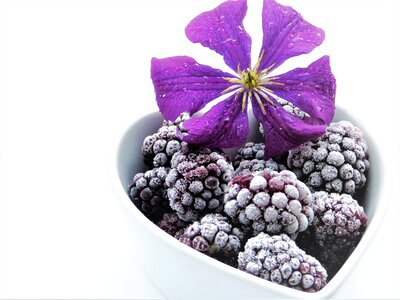 Purple blossom bloom