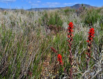 Agua Fria National Monument (26667639630) photo