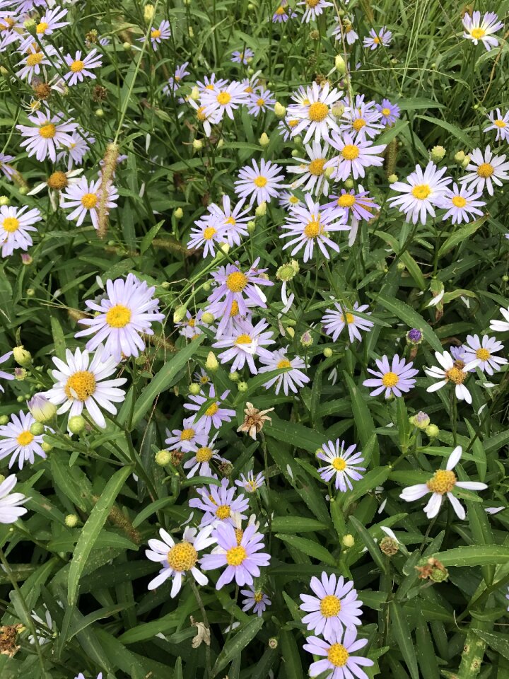 Landscape nature flowers