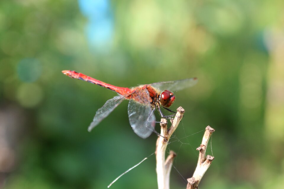 Insect closeup macro