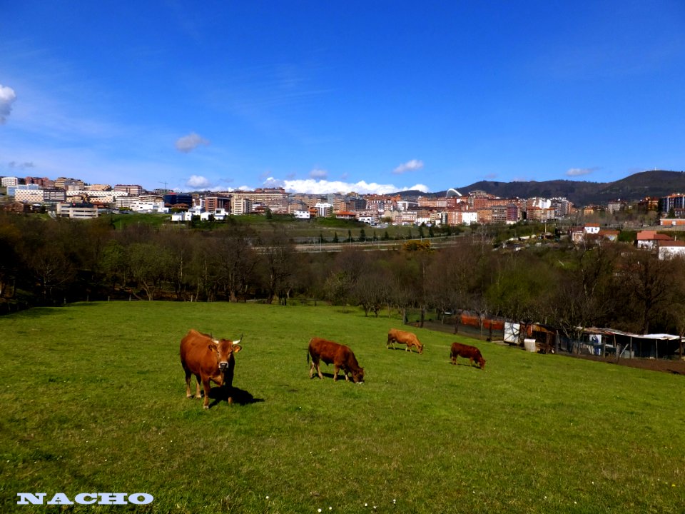 Al fondo Oviedo (13719644494)