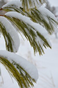 Outdoors closeup snow