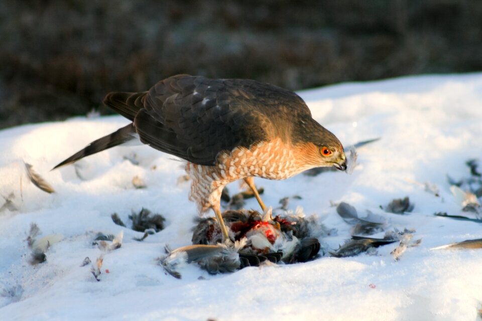 Nature bird cold photo