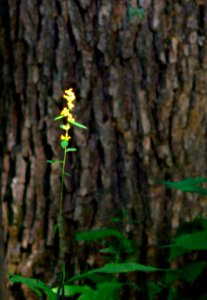All Alone In The Sun (Explore Nov 2018) - Flickr - mrksteele04