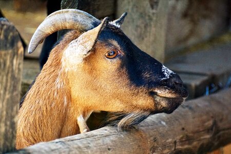 Livestock animal domestic goat photo